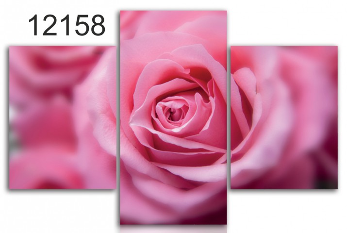 Tryptyk do salonu - Kwiaty, róża 12158