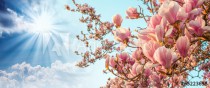 Magnolia tree blossom with colourful sky on background Naklejkomania - zdjecie 1 - miniatura