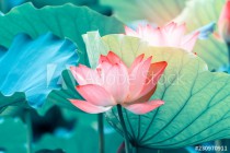 blooming lotus flower Naklejkomania - zdjecie 1 - miniatura