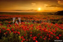Poppy field at sunset Naklejkomania - zdjecie 1 - miniatura