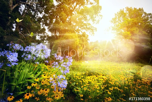 art beautiful landscape; sunset in the park