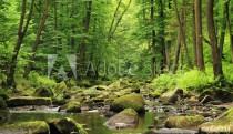 river in the spring forest Naklejkomania - zdjecie 1 - miniatura