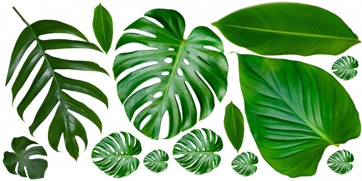 Naklejki na ścianę liście monstera 41222 - zdjęcie 2