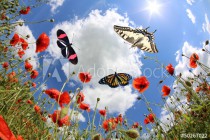 Butterflies Naklejkomania - zdjecie 1 - miniatura