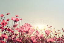 Pink of cosmos flower field. Sweet and love concept - vintage nature background Naklejkomania - zdjecie 1 - miniatura
