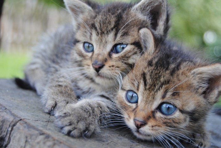 Maskownica mata magnetyczna na grzejnik kaloryfer 45005419 kotek - zdjęcie 2