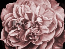 a faded pink large rose Naklejkomania - zdjecie 1 - miniatura