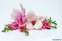 Beautiful flowering twig and magnolia Naklejkomania - zdjecie 1 - miniatura
