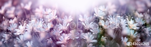 Flowering white flower, springtime in meadow - zdjęcie 1