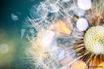 Close-up of dandelion seeds on blue natural background Naklejkomania - zdjecie 1 - miniatura