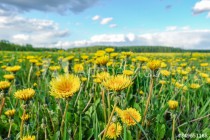 Meadow with yellow dandelions and a blue sky with clouds. Naklejkomania - zdjecie 1 - miniatura