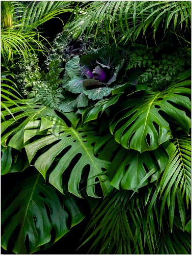 Plakat Zieleń, flora, liście 61133 - zdjęcie 2