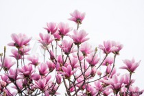 magnolia flower spring branch isolated on white background Naklejkomania - zdjecie 1 - miniatura