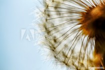 close up of dandelion art Naklejkomania - zdjecie 1 - miniatura
