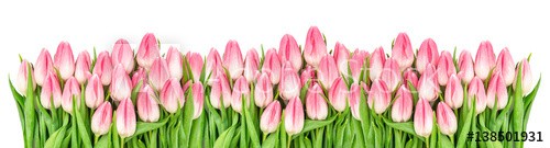 Fresh spring tulip flowers banner Floral border Bouquet