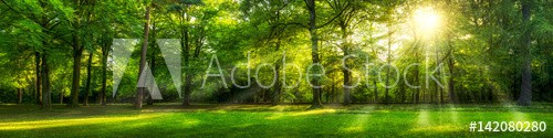 Grünes Wald Panorama im Sommer - zdjęcie 1