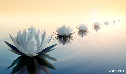 Lotus im See 2 - zdjęcie 1