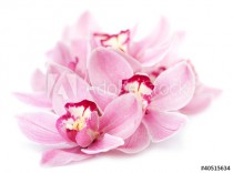 pink orchid flowers isolated Naklejkomania - zdjecie 1 - miniatura