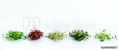 microgreen dill sprouts, radishes, mustard, arugula, mustard in the range on a light background - zdjęcie 1