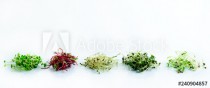 microgreen dill sprouts, radishes, mustard, arugula, mustard in the range on a light background Naklejkomania - zdjecie 1 - miniatura