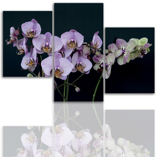 Tryptyk do salonu - Kwiaty, storczyk, orchidea 12099 Naklejkomania - zdjecie 1