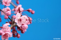 cherry blossom Naklejkomania - zdjecie 1 - miniatura