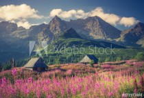 Tatra mountains, Poland landscape, colorful flowers and cottages in Gasienicowa valley (Hala Gasienicowa), summer Naklejkomania - zdjecie 1 - miniatura