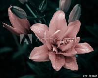 Flower pink lily with drops of dew, stylized Naklejkomania - zdjecie 1 - miniatura