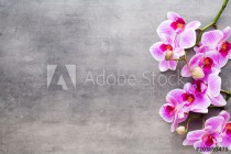 Beauty orchid on a gray background. Spa scene. Naklejkomania - zdjecie 1 - miniatura