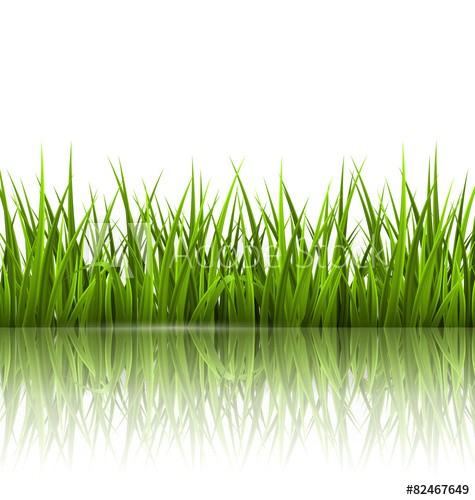 Green grass lawn with reflection on white. Floral nature spring - zdjęcie 1