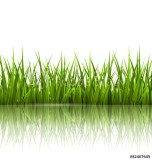 Green grass lawn with reflection on white. Floral nature spring Naklejkomania - zdjecie 1 - miniatura