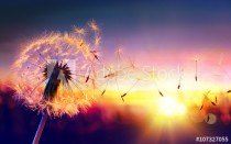 Dandelion To Sunset - Freedom to Wish
 Naklejkomania - zdjecie 1 - miniatura