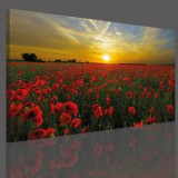 Obraz na ramie płótno canvas- obraz kwiaty łąka, zachód słońca 15060 Naklejkomania - zdjecie 3 - miniatura