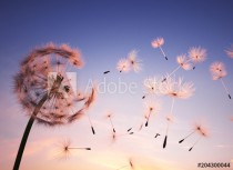 Dandelion seeds in the air Naklejkomania - zdjecie 1 - miniatura