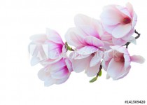 Tulip Magnolia pink flowers spring blossom twig isolated on white background Naklejkomania - zdjecie 1 - miniatura
