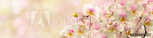 Delicate white Orchid - zdjęcie 1