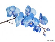 Blue orchid on white background Naklejkomania - zdjecie 1 - miniatura