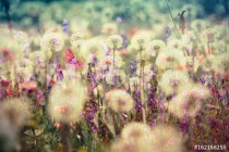 Beautiful meadow - flowering, blooming flowers (beautiful landscape, beautiful nature) Naklejkomania - zdjecie 1 - miniatura