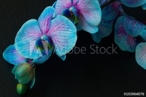 Bunch of violet orchids Naklejkomania - zdjecie 1 - miniatura