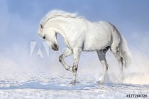 Fototapeta na ścianę Koń w galopie na śniegu 42427 Naklejkomania - zdjecie 2 - miniatura