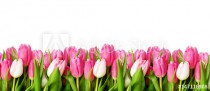 Pink tulip flowers border Naklejkomania - zdjecie 1 - miniatura