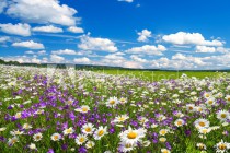spring landscape with flowering flowers on meadow Naklejkomania - zdjecie 1 - miniatura
