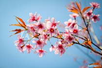Thai sakura flower . Naklejkomania - zdjecie 1 - miniatura