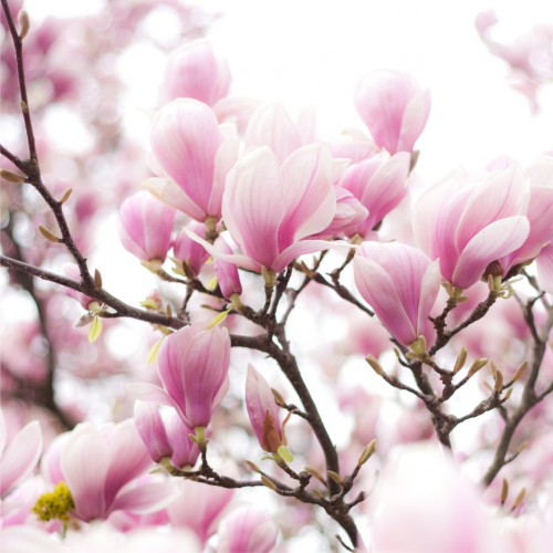 Fototapeta na ścianę tapeta na fizelinie do sypialni kwiaty magnolii 10089 - zdjęcie 2