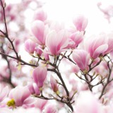 Fototapeta na ścianę tapeta na fizelinie do sypialni kwiaty magnolii 10089 Naklejkomania - zdjecie 2 - miniatura