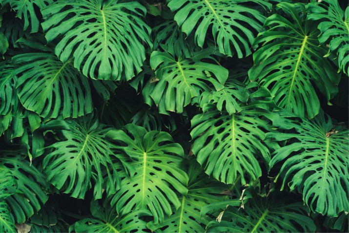 Fototapety na ścianę 2225246180 ciemne liście monstera - zdjęcie 2