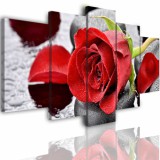 Obrazy 5 częściowe- Kwiat róże czerwone 513 Naklejkomania - zdjecie 1 - miniatura