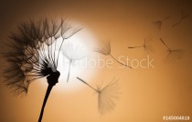 flying dandelion seeds on a sunset background Naklejkomania - zdjecie 1 - miniatura