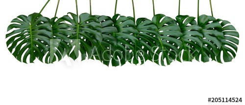 Monstera plant leaves, the tropical evergreen vine isolated on white background, clipping path included - zdjęcie 1