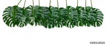 Monstera plant leaves, the tropical evergreen vine isolated on white background, clipping path included Naklejkomania - zdjecie 1 - miniatura